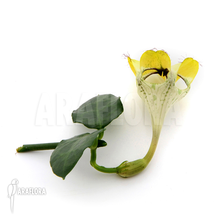 Ceropegia sandersonii