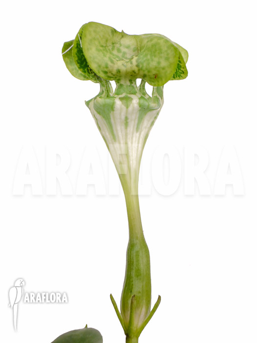 Ceropegia sandersonii