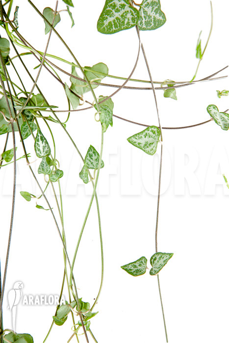 Ceropegia woodii ‚New Heart‘