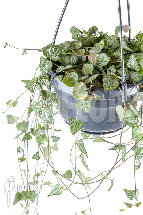 Ceropegia woodii ‚New Heart‘