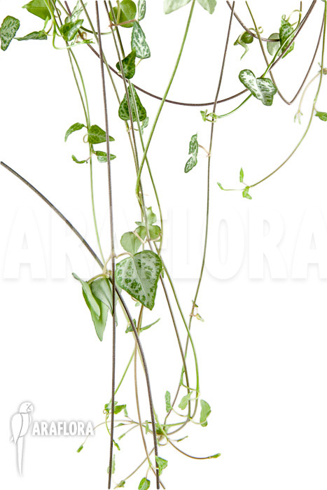 Ceropegia woodii ‚New Heart‘