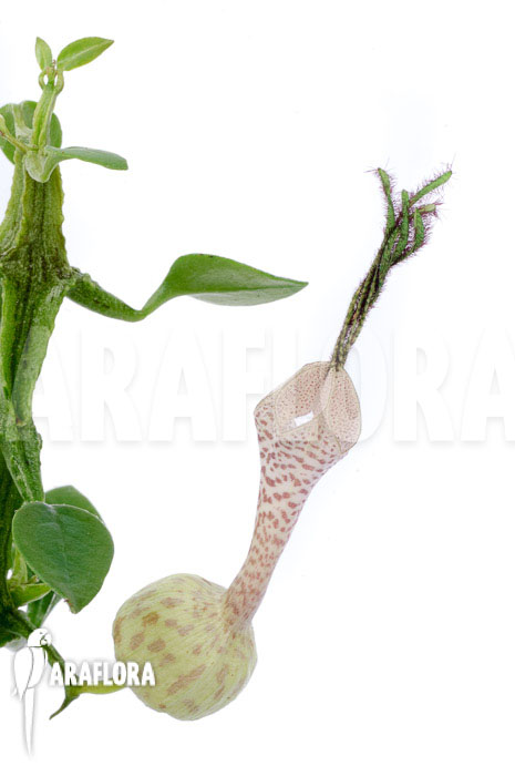 Ceropegia woodii ssp Simoneae