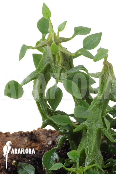 Ceropegia woodii ssp Simoneae