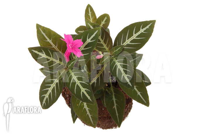 Chamaeranthemum sp Pink