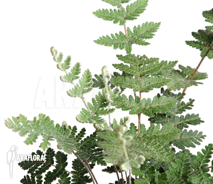 Cheilantes notholaenuides