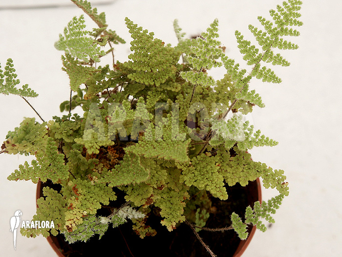 Cheilanthes wootonii