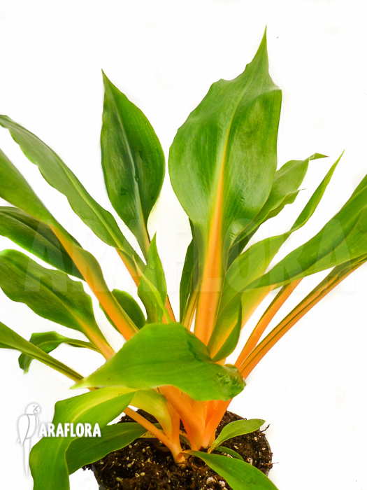 Chlorophytum amaniense