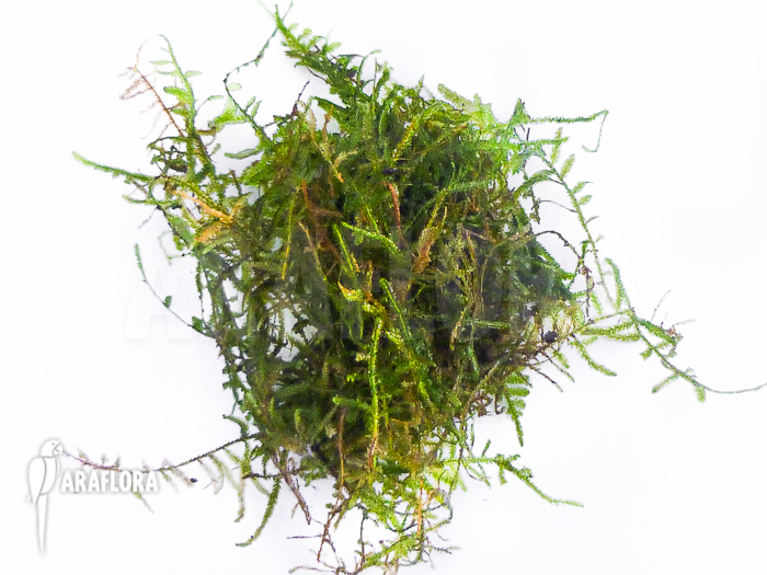 Vesicularia montagnei ‚Christmas moss‘