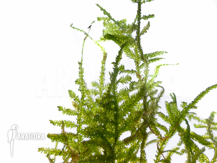 Vesicularia montagnei ‚Christmas moss‘