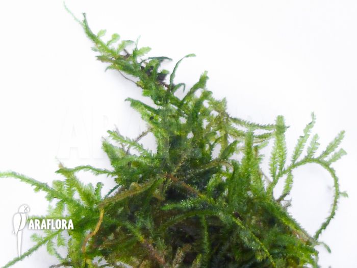 Vesicularia montagnei ‚Christmas moss‘