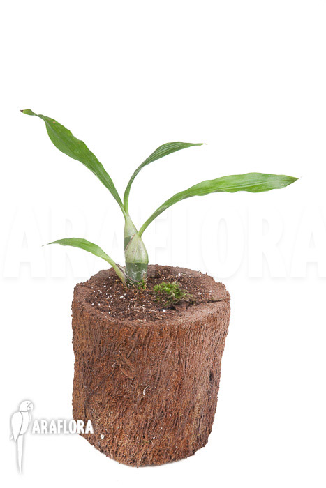 Chysis tricostata ’starter‘