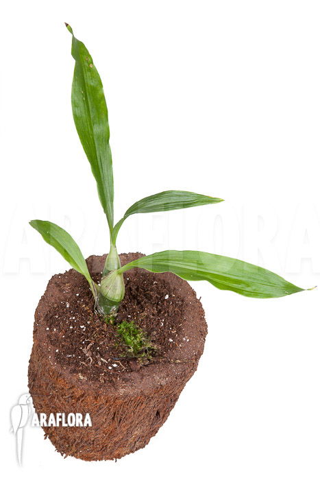 Chysis tricostata ’starter‘