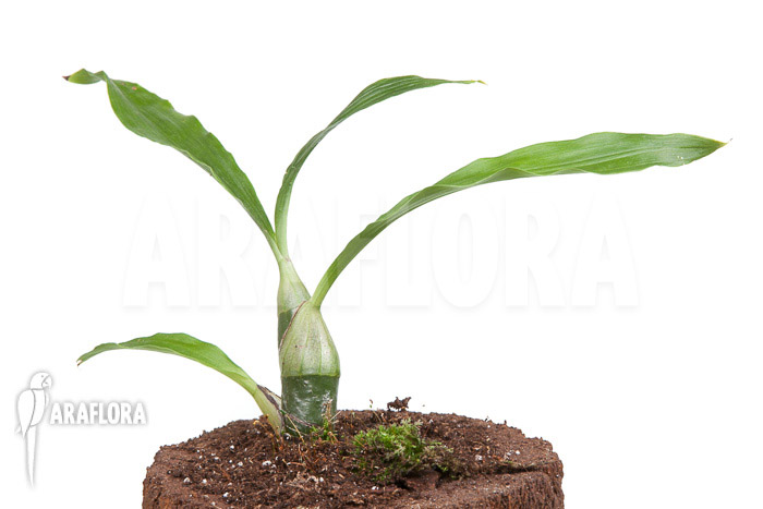 Chysis tricostata ’starter‘