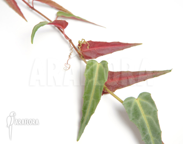 Cissus amazonica ‚M‘