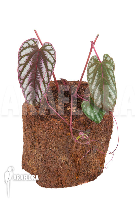 Cissus discolor ‚Starter‘