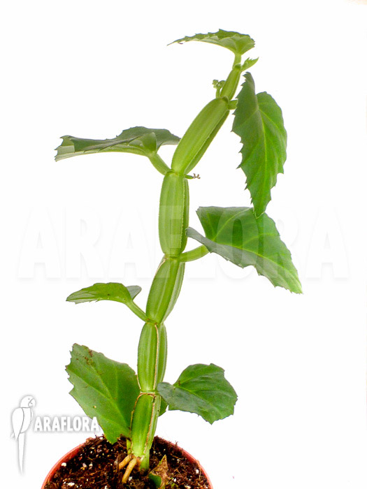 Cissus quadrangularis ‚Starter‘