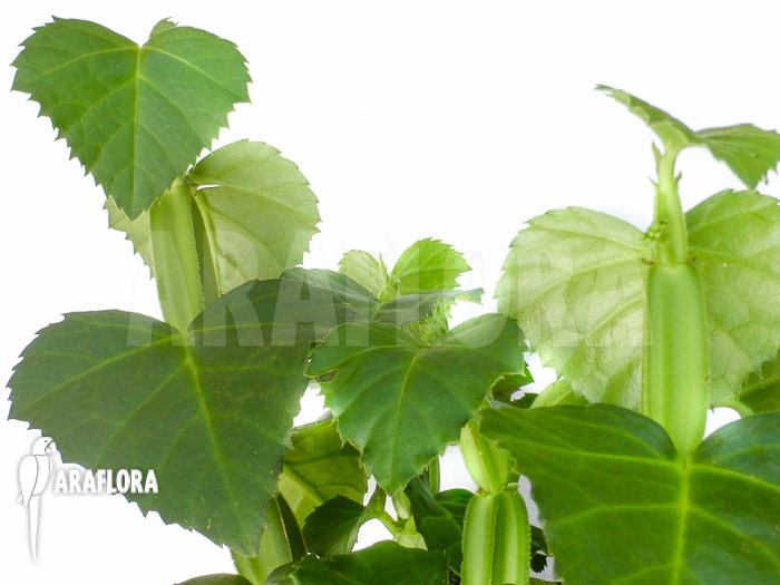 Cissus quadrangularis ‚Starter‘