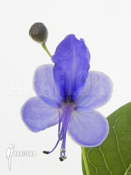 Clerodendrum ugandense