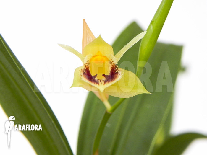 Coelogyne fimbriata flower