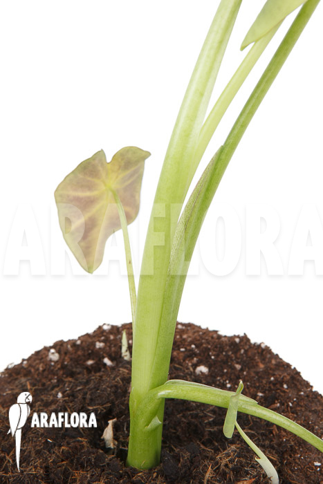 Colocasia x ‚Black Magic‘ starter