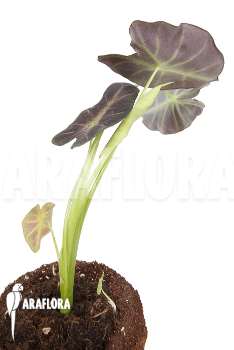 Colocasia x ‚Black Magic‘ starter
