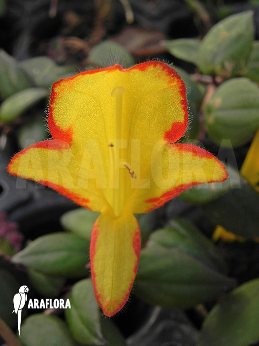 Columnea x ‚Carnival‘