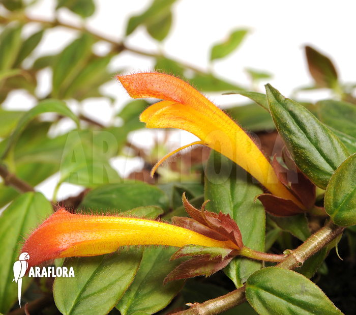 Columnea x ‚Carnival‘