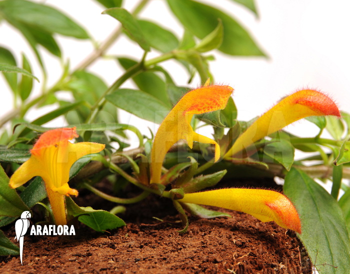 Columnea x ‚Carnival‘