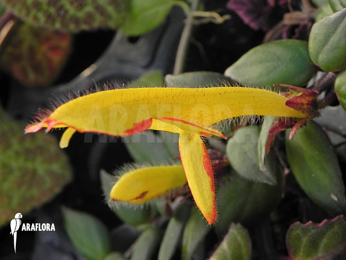 Columnea x ‚Carnival‘