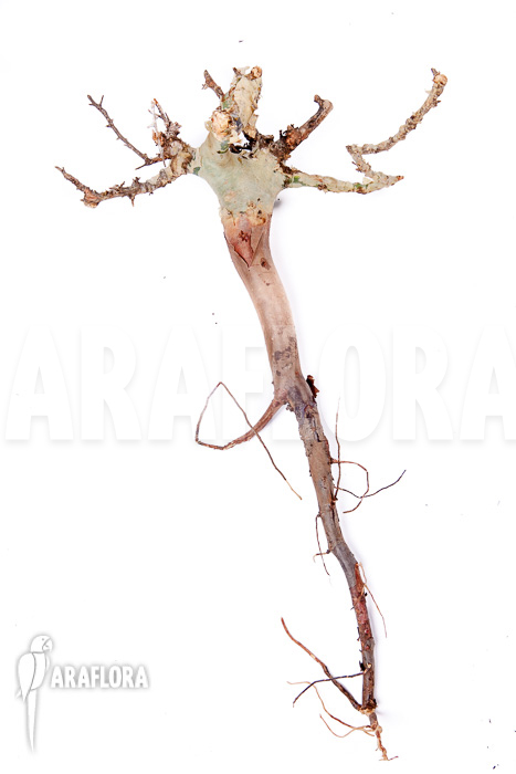 Commiphora kataf ‚S‘