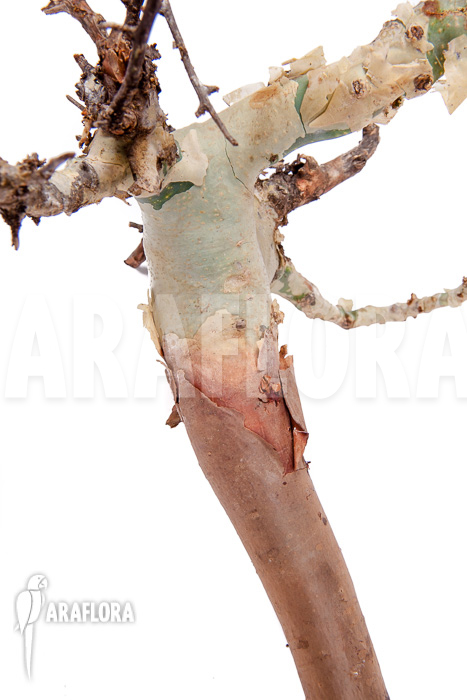 Commiphora kataf ‚S‘