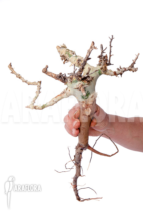 Commiphora kataf ‚S‘