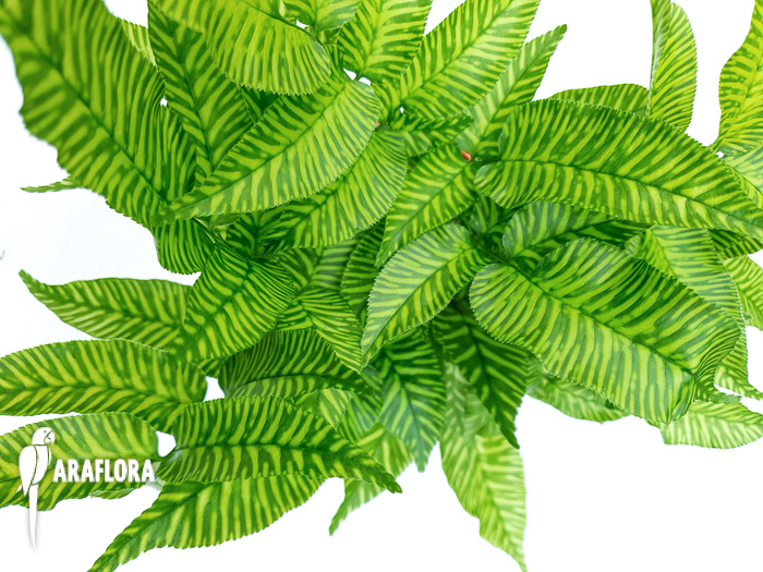 Coniogramme emeiensis