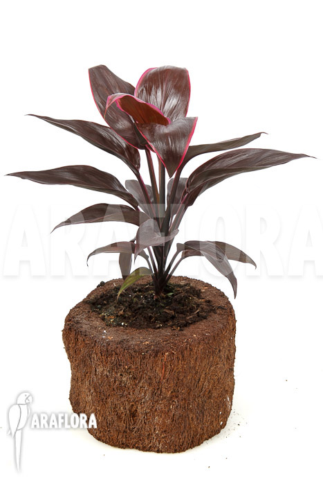 Cordyline fruticosa ‚Mambo‘