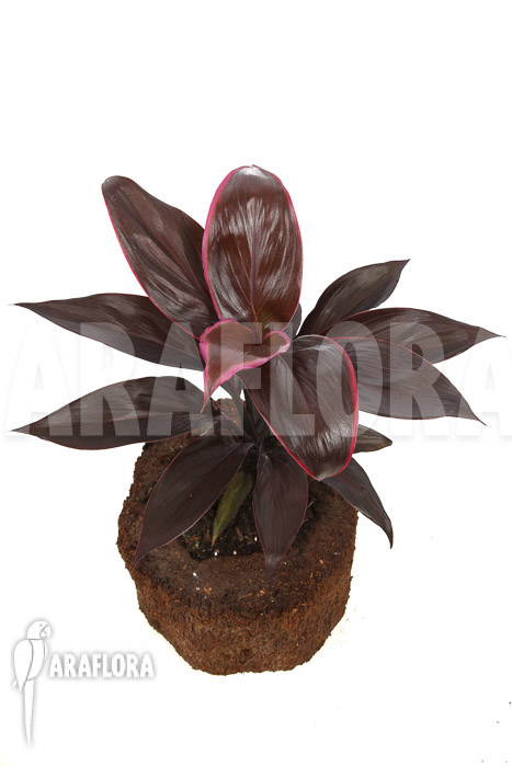 Cordyline fruticosa ‚Mambo‘