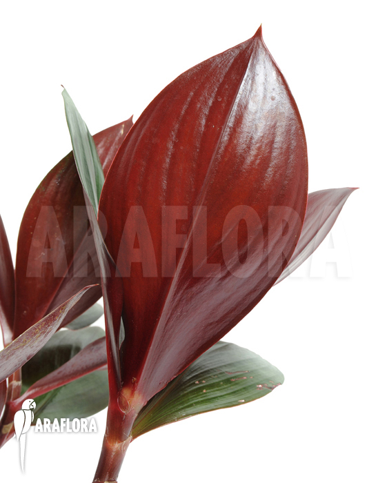 Costus erythrophyllus