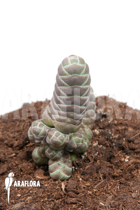 Crassula barclay