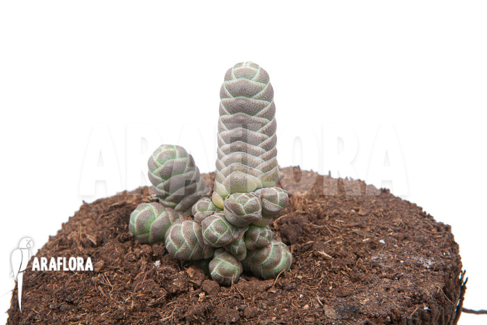 Crassula barclay