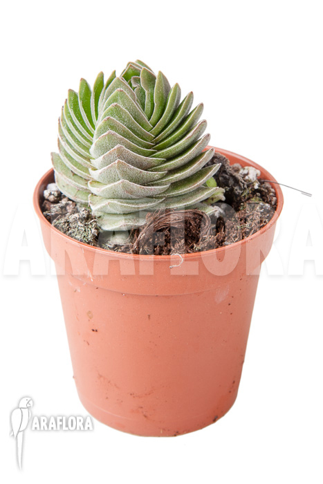 Crassula ‚Buddha’s temple‘ ‚S‘