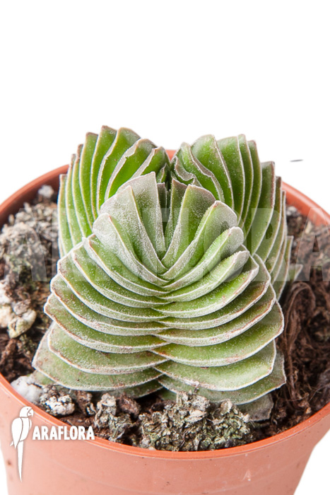 Crassula ‚Buddha’s temple‘ ‚S‘