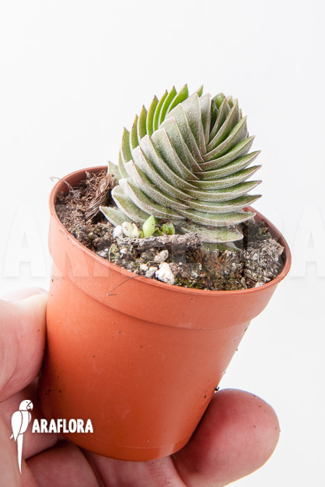 Crassula ‚Buddha’s temple‘ ‚S‘
