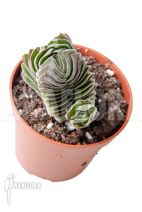 Crassula ‚Buddha’s temple‘ ‚S‘