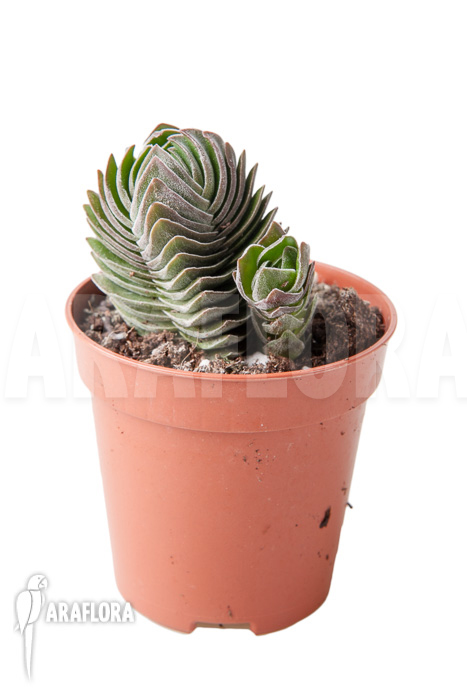 Crassula ‚Buddha’s temple‘ ‚S‘