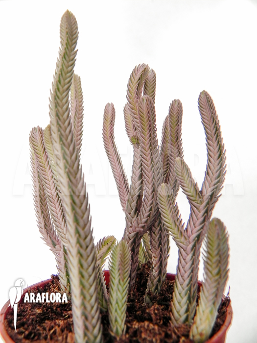 Crassula lycopodiodides ‚Rhapsody in pink‘