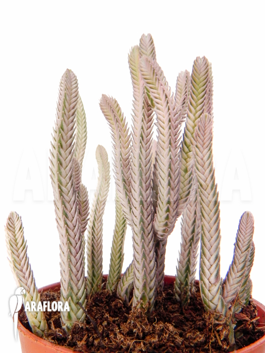 Crassula lycopodiodides ‚Rhapsody in pink‘