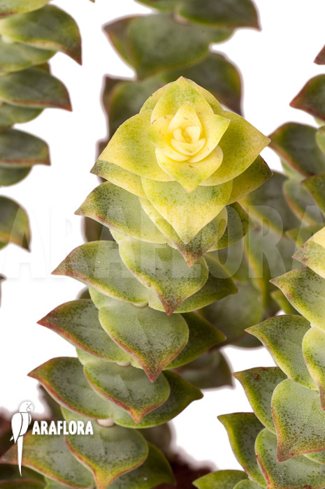Crassula perforata variegata ‚Strings of Buttons‘