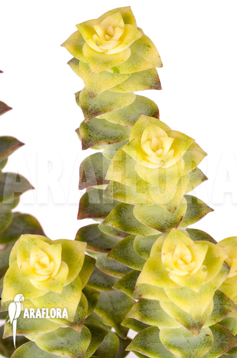 Crassula perforata variegata ‚Strings of Buttons‘