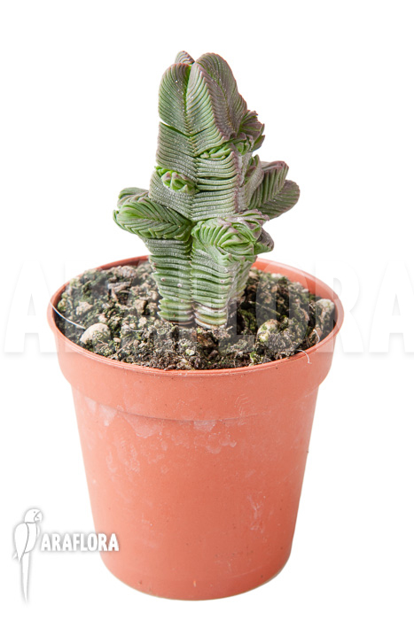 Crassula pyramidalis ‚S‘