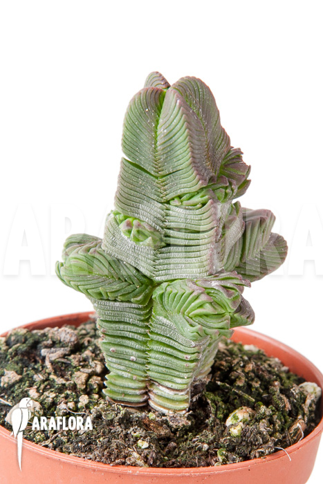 Crassula pyramidalis ‚S‘