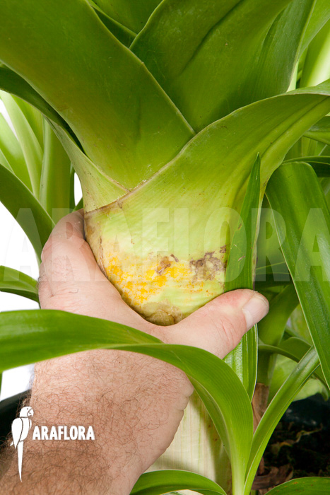 Crinum-asiaticum-XXL-6